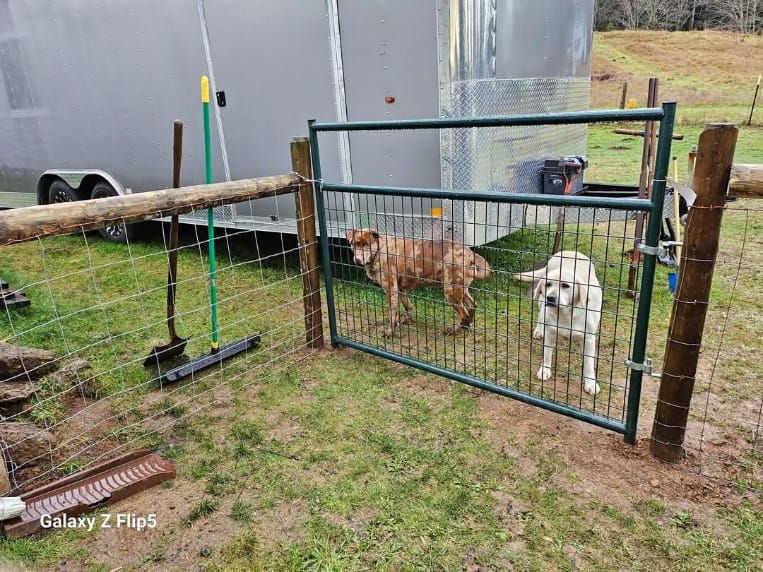 Two dogs stand behind a wire gate in a fenced yard, showcasing the results of recent fence installation; a trailer, rake, broom, and grassy ground are visible in the background.